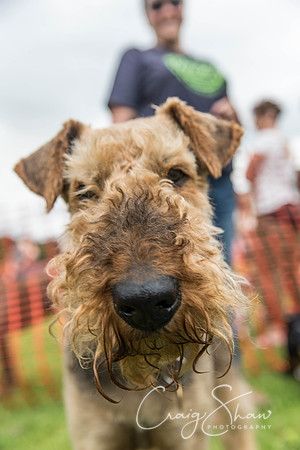1262_HebdenHappyHounds2016_bluplanetphoto