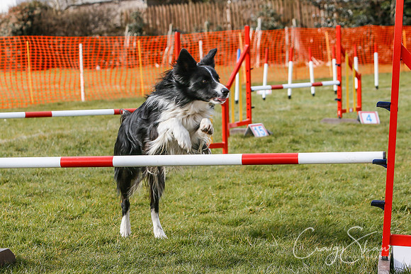 767_SpringersDogClub_FunDay_March2016_craigshaw