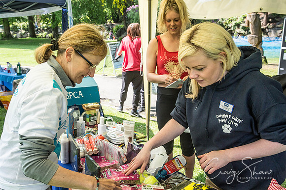 544_DoggyDashHudds2016_craigshawphoto