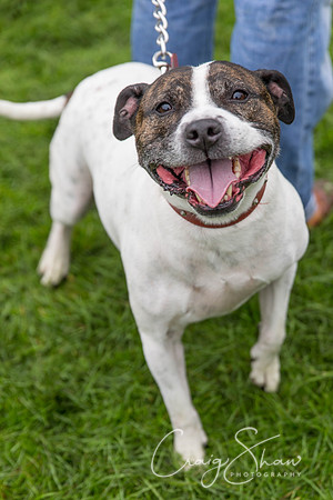 839_ShibdenDogDayRSPCAHx_bluplanetphoto