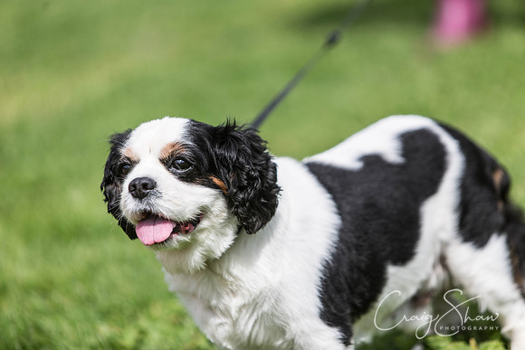 130_HebdenHappyHounds2016_bluplanetphoto