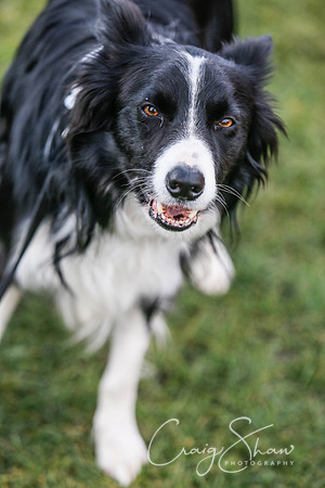 603_SpringersDogClub_FunDay_March2016_craigshaw