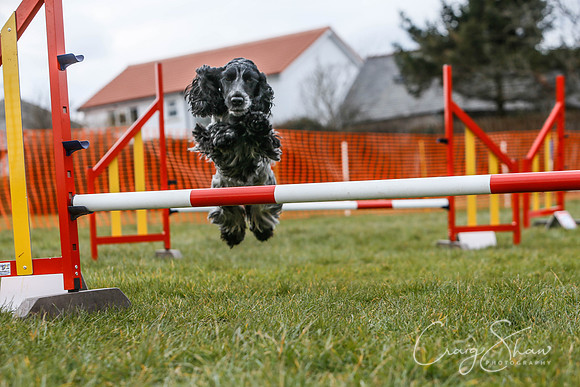 1182_SpringersDogClub_FunDay_March2016_craigshaw