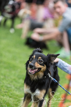 532_HebdenHappyHounds2016_bluplanetphoto