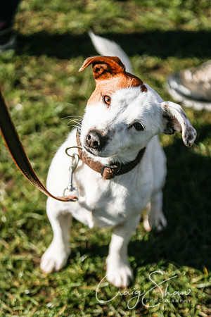317_SpringersDogClub_FunDay_March2016_craigshaw