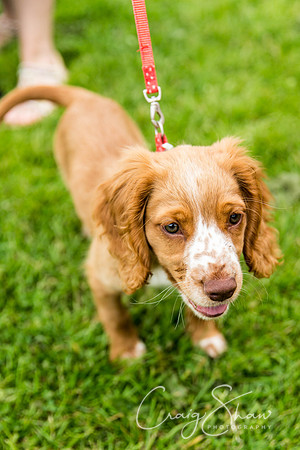 466_HebdenHappyHounds2016_bluplanetphoto