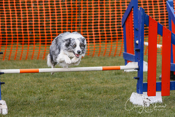 638_SpringersDogClub_FunDay_March2016_craigshaw