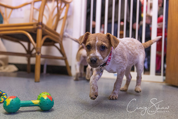 69_RSPCA_Christmas_Dec2013_bluplanetphoto