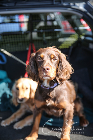 6_SpringersDogClub_FunDay_March2016_craigshaw