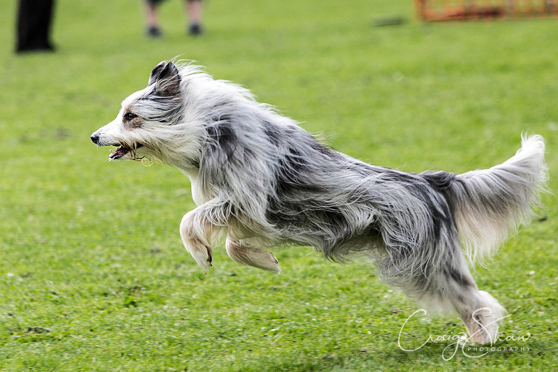 45_HebdenHappyHounds2016_bluplanetphoto