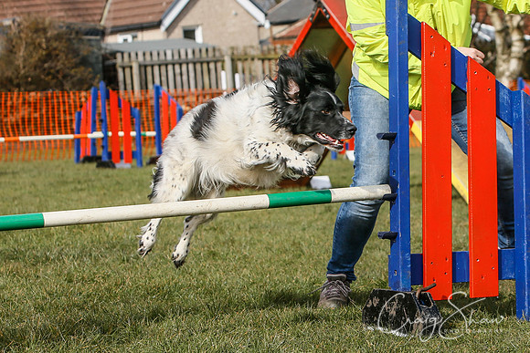 742_SpringersDogClub_FunDay_March2016_craigshaw