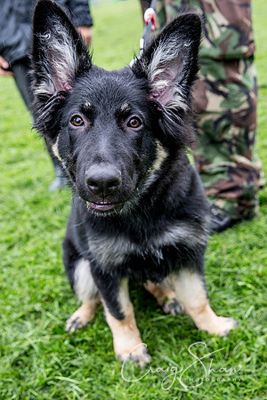 863_ShibdenDogDayRSPCAHx_bluplanetphoto