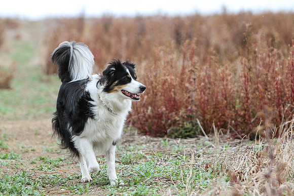 Pet Portraiture
