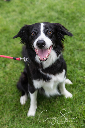 1038_HebdenHappyHounds2016_bluplanetphoto