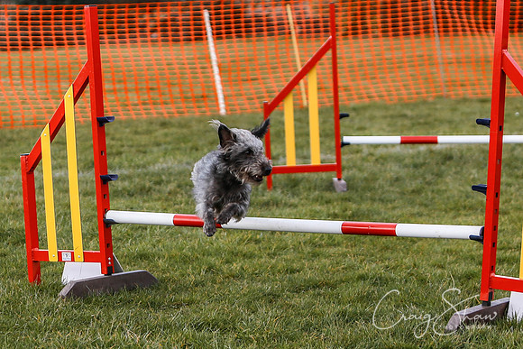 565_SpringersDogClub_FunDay_March2016_craigshaw