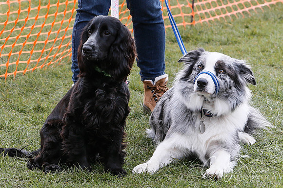 1145_SpringersDogClub_FunDay_March2016_craigshaw