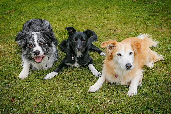 Dog Portraiture