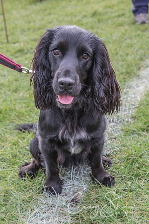 1120_SpringersDogClub_FunDay_March2016_craigshaw