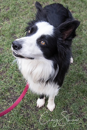 1161_SpringersDogClub_FunDay_March2016_craigshaw