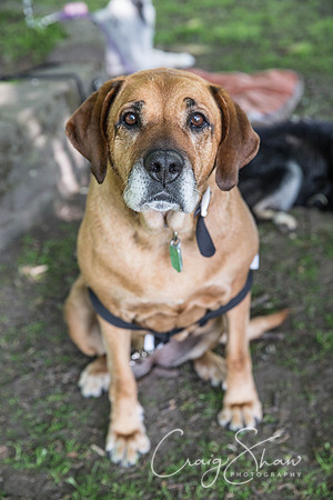 26_DoggyDashHudds2016_craigshawphoto