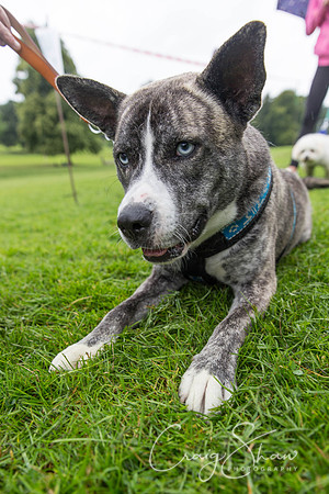 935_ShibdenDogDayRSPCAHx_bluplanetphoto
