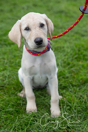 726_ShibdenDogDayRSPCAHx_bluplanetphoto