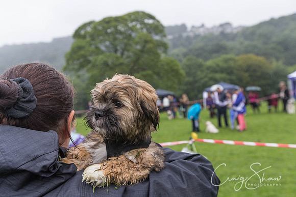1528_ShibdenDogDayRSPCAHx_bluplanetphoto