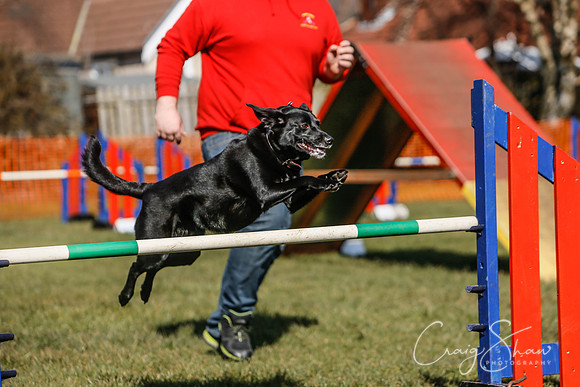 56_SpringersDogClub_FunDay_March2016_craigshaw