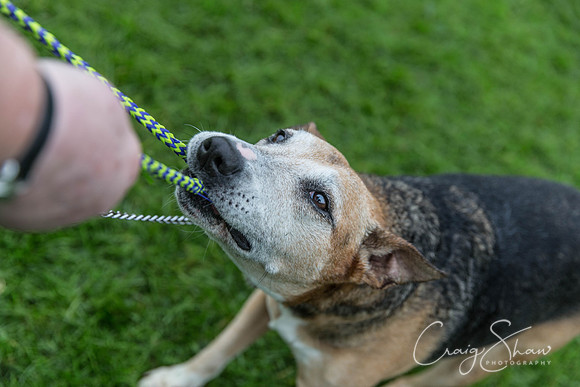 1835_ShibdenDogDayRSPCAHx_bluplanetphoto