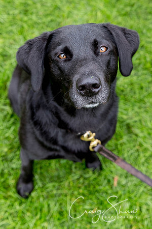 1100_ShibdenDogDayRSPCAHx_bluplanetphoto