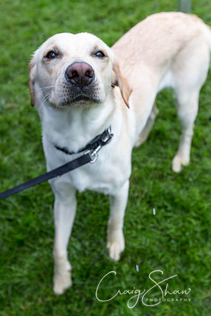 1284_ShibdenDogDayRSPCAHx_bluplanetphoto