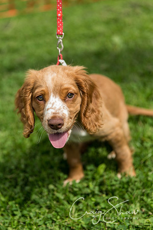 658_HebdenHappyHounds2016_bluplanetphoto