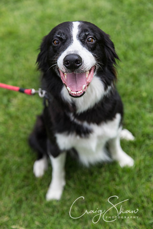 1035_HebdenHappyHounds2016_bluplanetphoto