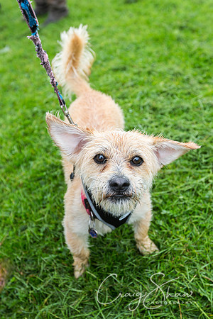 1523_ShibdenDogDayRSPCAHx_bluplanetphoto