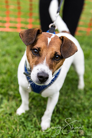 1313_HebdenHappyHounds2016_bluplanetphoto