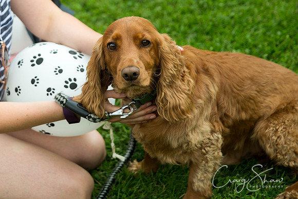 1269_HebdenHappyHounds2016_bluplanetphoto