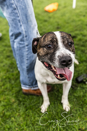 679_ShibdenDogDayRSPCAHx_bluplanetphoto