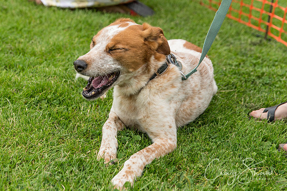 1572_HebdenHappyHounds2016_bluplanetphoto