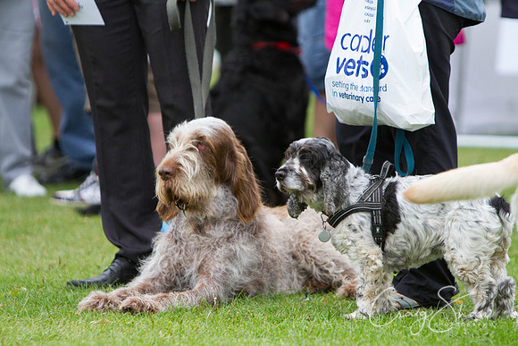 2372_HuddsBarkinthePark2013_bluplanetphoto_IMG_1108