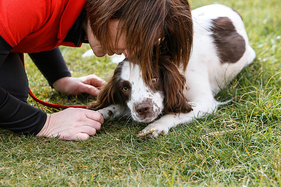 695_SpringersDogClub_FunDay_March2016_craigshaw