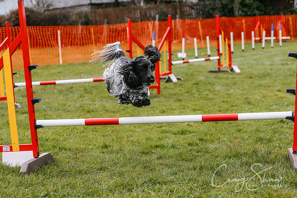 1224_SpringersDogClub_FunDay_March2016_craigshaw