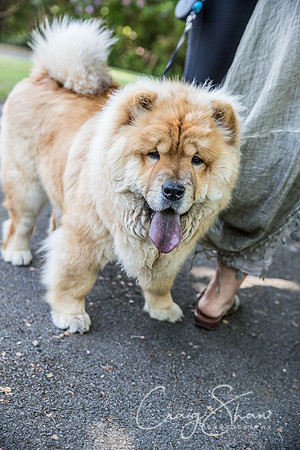 524_DoggyDashHudds2016_craigshawphoto