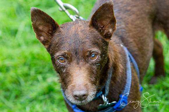 1627_ShibdenDogDayRSPCAHx_bluplanetphoto