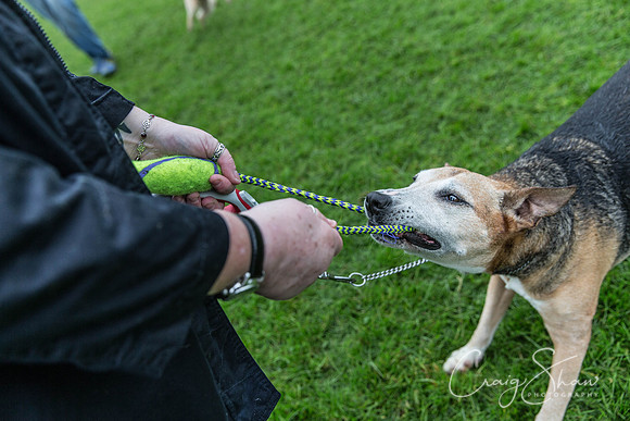 1844_ShibdenDogDayRSPCAHx_bluplanetphoto