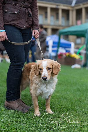 169_RSPCAK9PieceHall2013_bluplanetphoto__D8Q5481