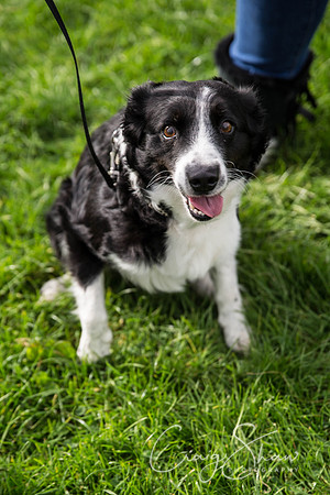 217_Woofstock2016_craigshaw