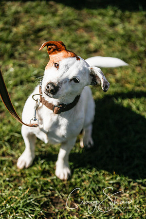 312_SpringersDogClub_FunDay_March2016_craigshaw