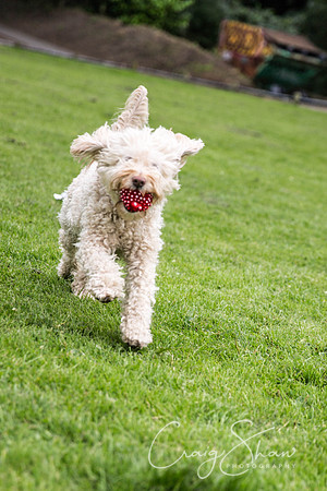 1403_HebdenHappyHounds2016_bluplanetphoto