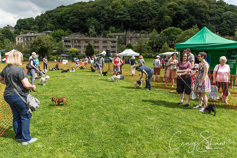 560_HebdenHappyHounds2016_bluplanetphoto