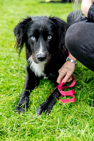512_ShibdenDogDayRSPCAHx_bluplanetphoto